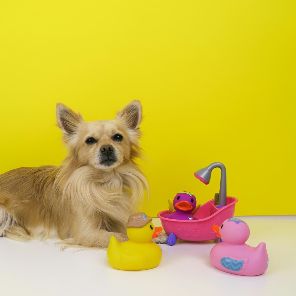 pet toys are selling on shopify